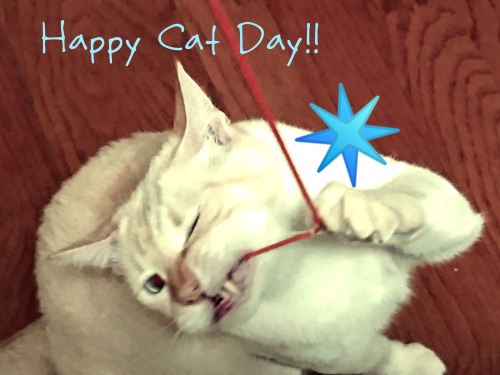 straycatj:the-squid-that-is:straycatj:はっぴーねこのひー！Our cats looks the same AND have a favorite red string toyうわぁ、おそろい！Wow, we’re matching! 