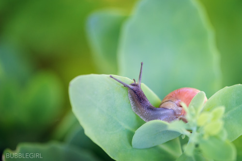 Spent 20 minutes with a snail who’s living in our garden. Had no idea they moved around s