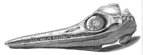 This was the beast that sparked a scientific revolution: pulled from the cliffs of Lyme Regis in 181