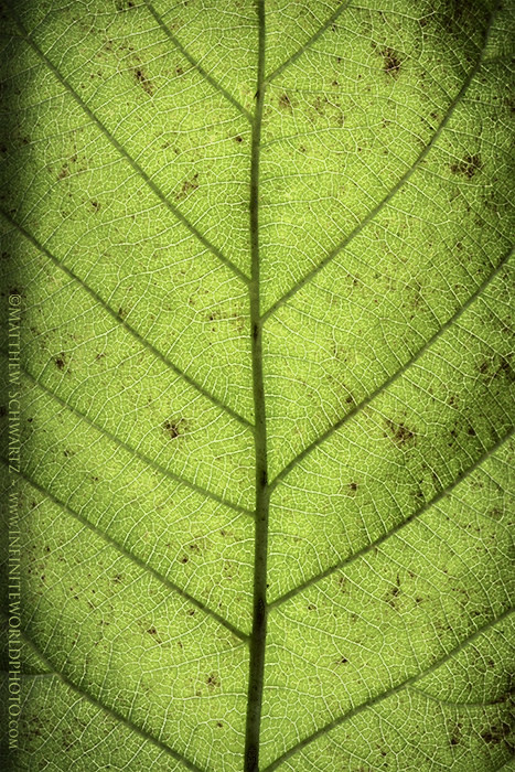 Backlit Blackberry Leaf
If you enjoy my images, tutorials, newsletter… …please share them with others who may benefit. Thank you, Sincerely, Matthew Workflow Cheat Sheet. Exclusive Content. Sweet! Workflow Cheat Sheet and Epic Newsletter Blog,...