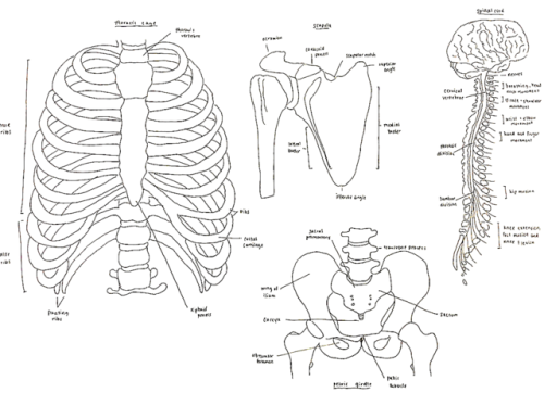 bone diagram | Tumblr