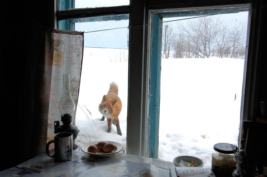 mirkokosmos:  Foxes in Snow  your He@rt needs J0y