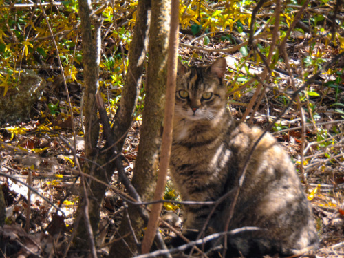 mykeowns:I see you Pepper