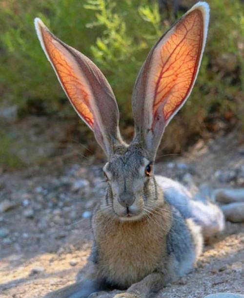 the ears of a black tailed jackrabbit (via)