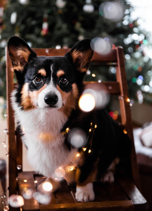 MERRY CORGMAS EVERYONE