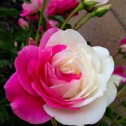 shadelovingflowers:  I’d rather have roses on my table than diamonds on my neck. - Emma Goldmanhttp://www.newsleak.ninja/r/3mS5f