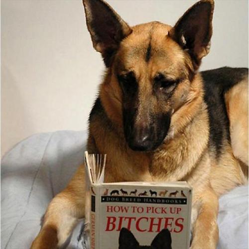 Just Funny Pictures