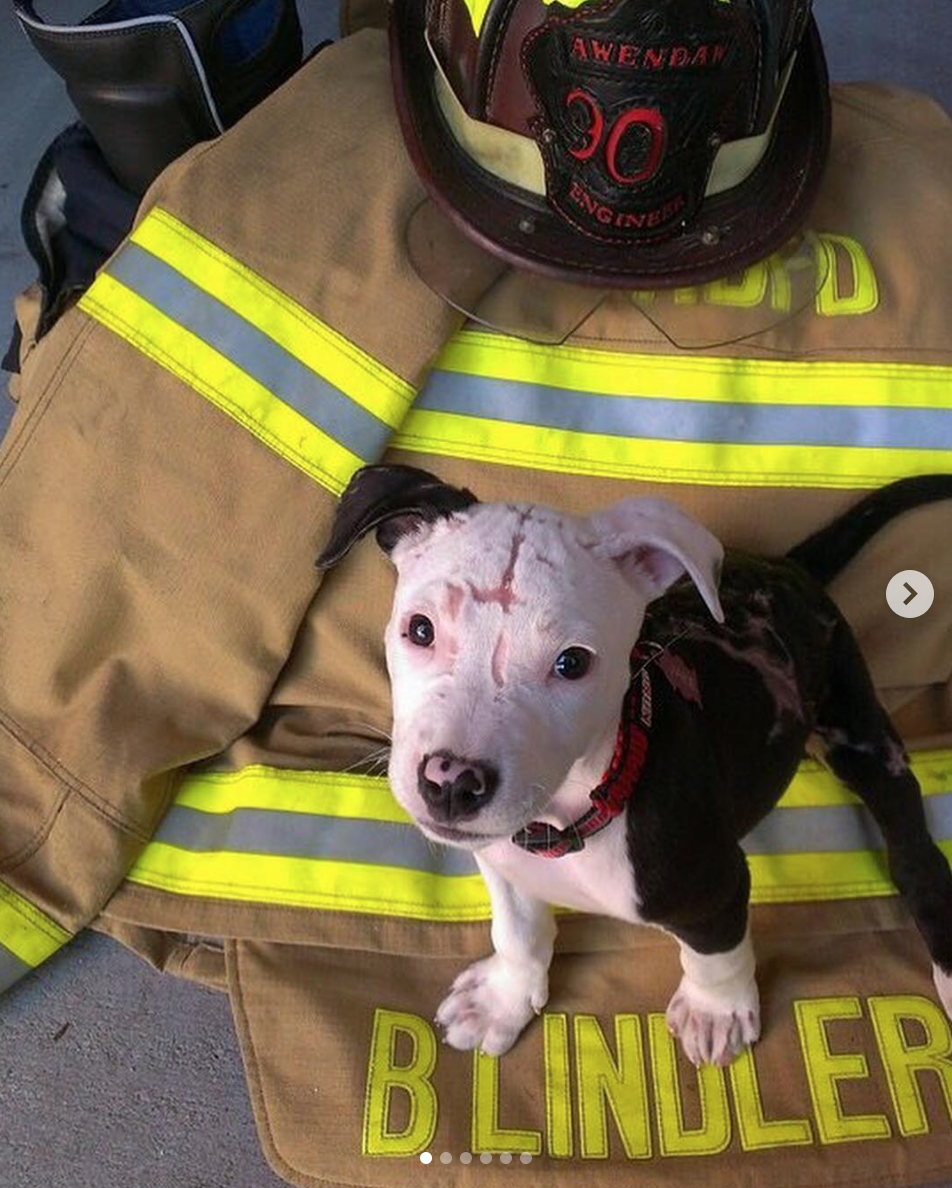 animalrates: This little guy is called Jake. Rescued from a burning shed at just