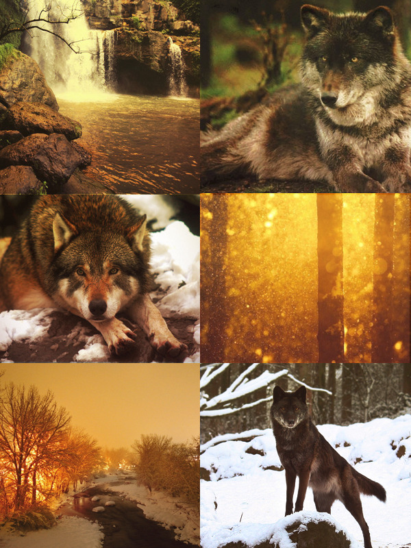 A Safehaven for Kin and Therian — [ Witchy Timber Wolf Therian