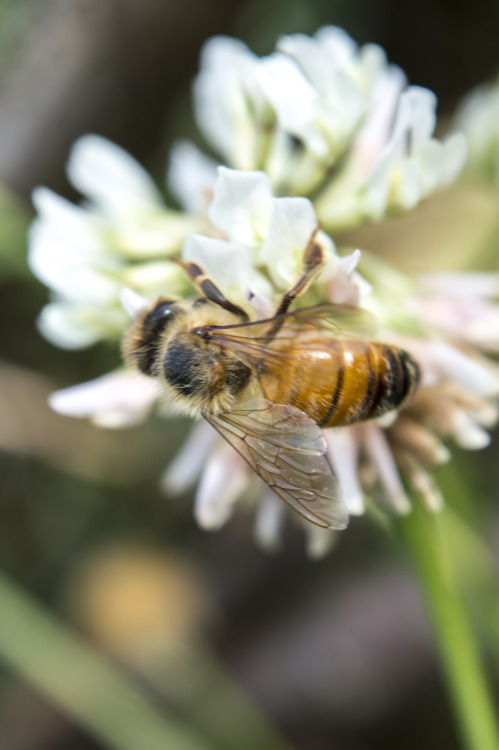 pragmaculture:Honeybee on white clover (Trifolium repens) flowers. White clover is a great perennial