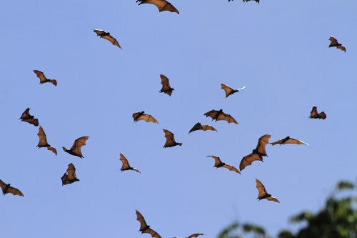 Pteropus vampyrus (large flying fox)