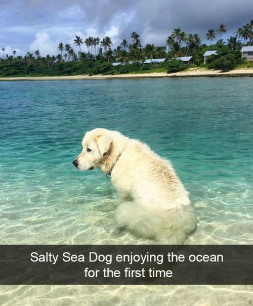 babyanimalgifs:  Dog snapsvia @animalsnaps