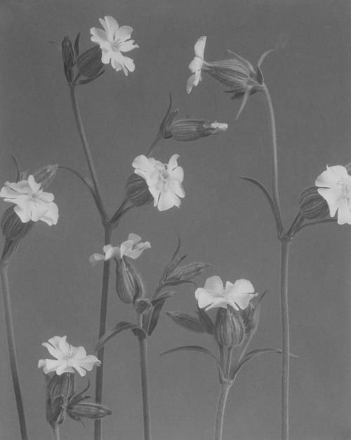 Edwin Hale Lincoln‘Wild Flowers of New England, Photographed from Nature,&rsquo; (Part VI)