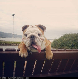aplacetolovedogs:  Zeus the Bulldog is just