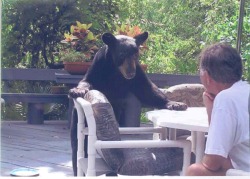 plotprincessss:  thickonce:stability:  Please take this seriously, Frank. Interventions aren’t a fucking joke.  Bye that bear telling him to stand up and square up  Lmao