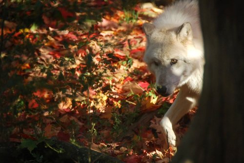 kittje:Photos I took of the gorgeous wolves at Turtle Back Zoo, West Orange, New Jersey