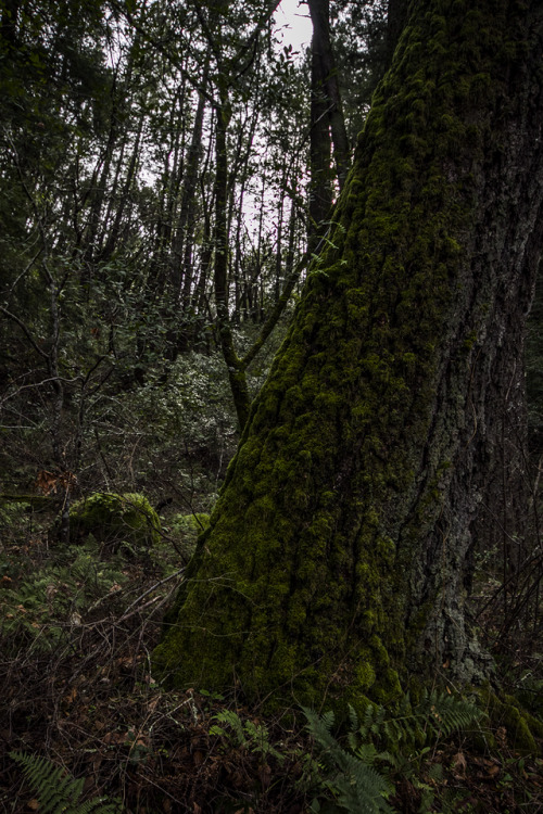 garettphotography:Lurking For The Moss | GarettPhotography