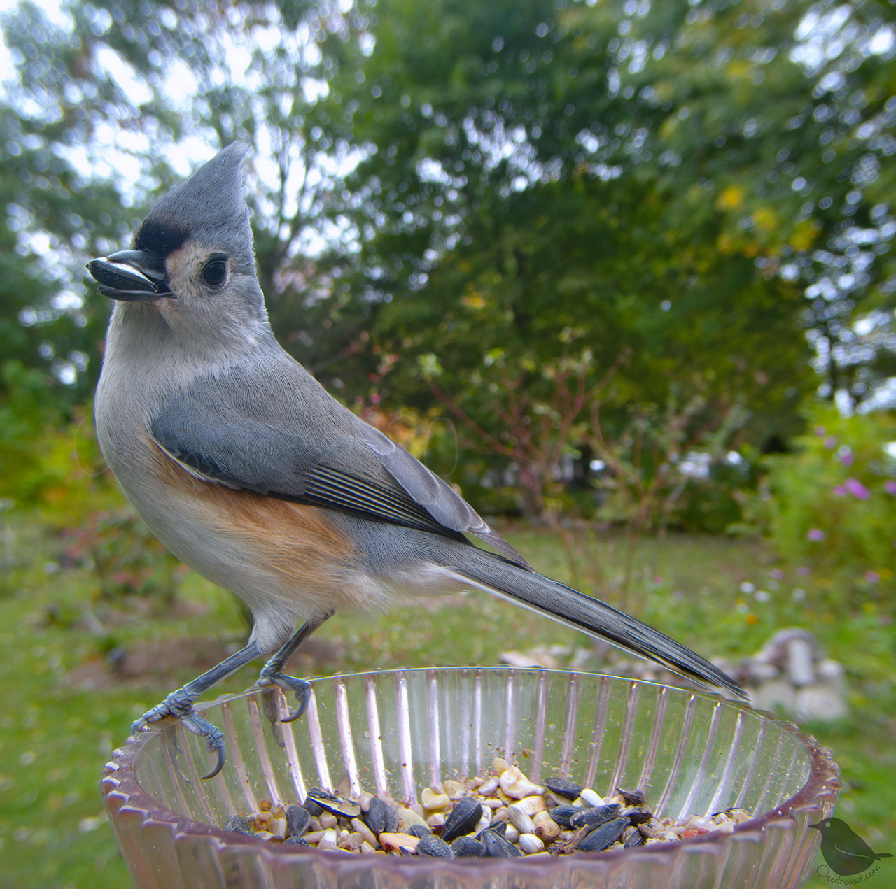 Ostdrossel™ — Titmouse, Blue Jay and female Cardi were on high