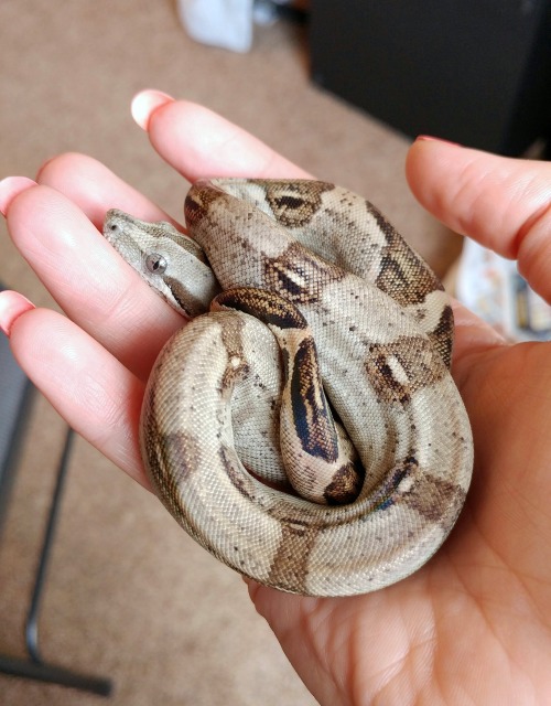 almightyshadowchan:Look at this babyface <3Levee, 2016 het Anery Peruvian Long Tailed boa (Boa c.