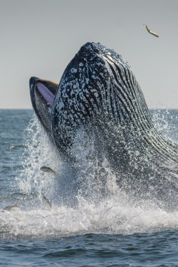 0ce4n-g0d:  Humpback Whale Feeding on Bunker by Michael Busch