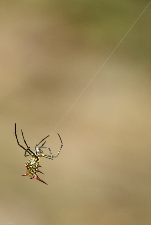 Loved watching him. This was shot in Panama. Arachni-tumblrs, can you tell me what he/she is?