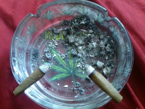 jaiceebaibee:  I am so baked ermergerd 