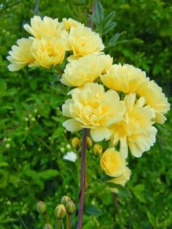 flowersgardenlove:  Lady Banks Rose Beautiful