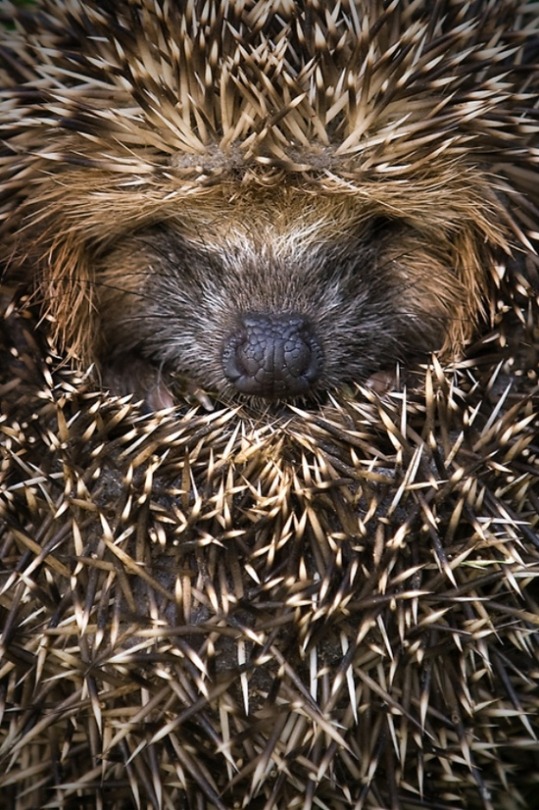 (via Animal Photography) Shnoozin’