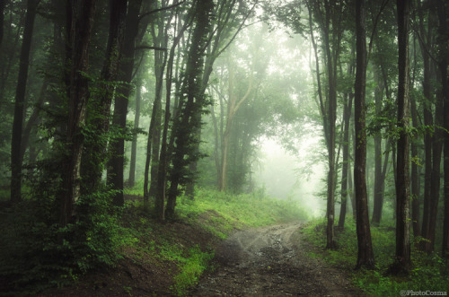 photocosma:Misty forest path, 2016© PhotoCosmahttp://photocosma.net/