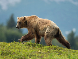 jaws-and-claws:  Alaska by richard.mcmanus.