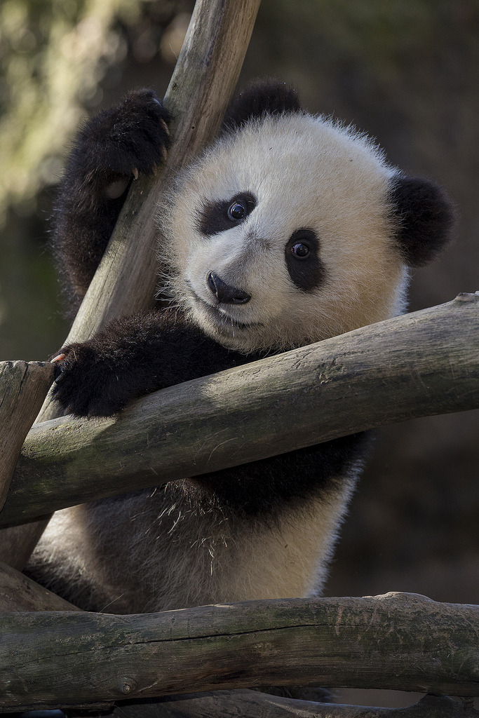 Pandas