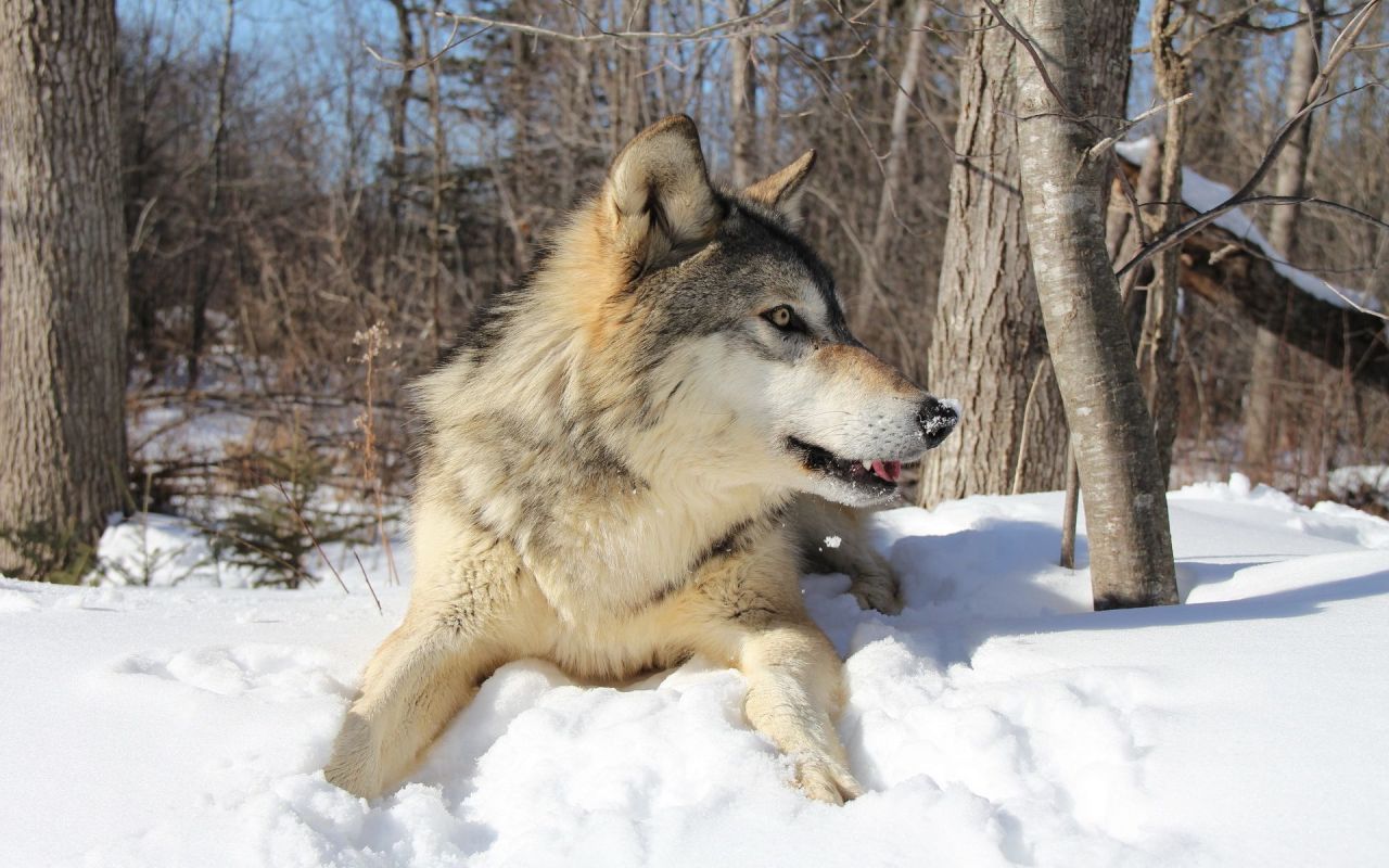 eurasianwolfie:  “There was a time when man could communicate with all animals,