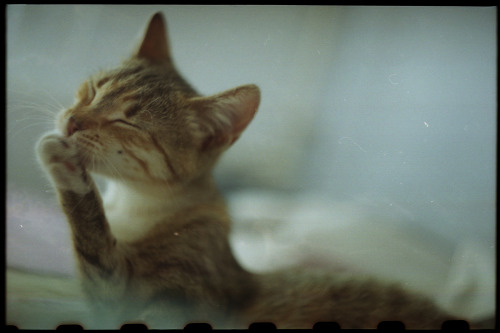 Zoya |fujicolor C200 | Exa 1b + Helios 44m-4