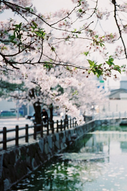 billionaired: Cherry Blossoms by Peter Enyeart