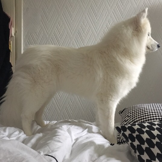 cloudthesamoyed: HAPPY 2ND BIRTHDAY CLOUD (25th dec) !!!!!!! you have grown up so