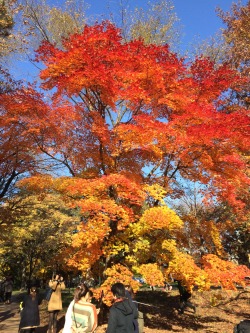 livinginsapporo:  Hokudai, Sapporo, Hokkaido