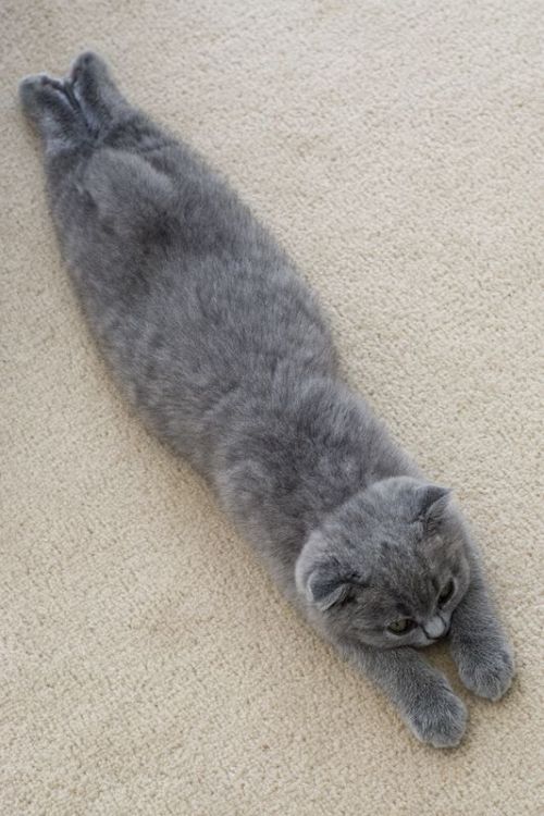 eyecandyscom:  Sleek Like A Kitty Missile [Via Pinterest] 