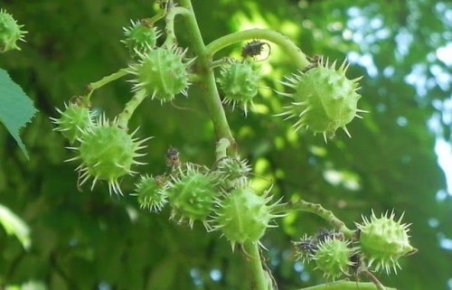 Horse Chestnut – Uses and Benefits Although the leaves, bark, and flowers have been used in traditio