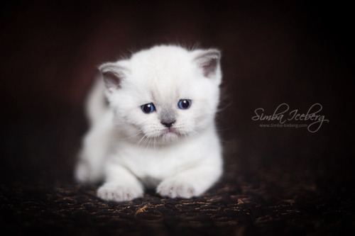  Simba Iceberg Harry ❤ Scottish Straight blue point kitten is 31 days old (d.o.b. 25.03.2017) 