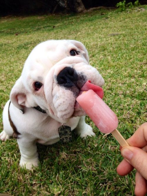 z-o-l-a:My dad gave our 2 month old English bulldog puppy a taste of strawberry Popsicle today. This