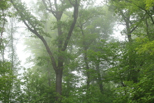 A foggy day at the local forest by 90377Instagram | Etsy Shop