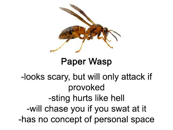 i-have-no-gender-only-rage:  some info on bees and wasps  