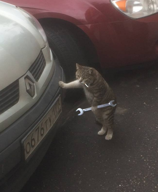 unflatteringcatselfies:  Boy…