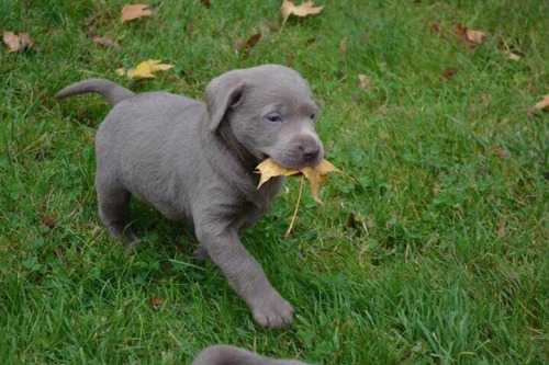 awwww-cute:  Neighbor’s dog had puppies in the fall. My mom caught this picture and just sent it to me