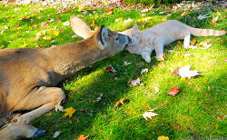 Onscreenkisses:  Animal Kiss:  Deer   Cat  