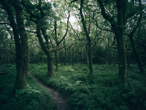 Ferns, Tracks and Oak CanopiesPhotographed by Freddie Ardley