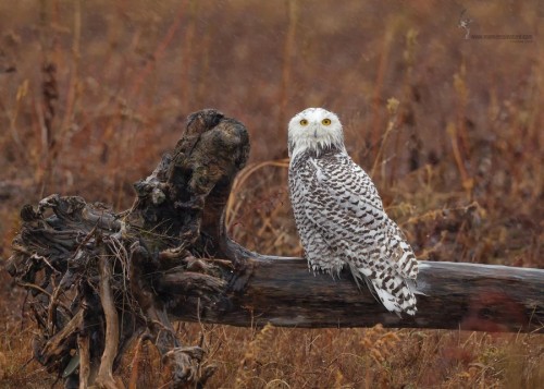 cerberus1956:   Snowy Owl by momentsinature 