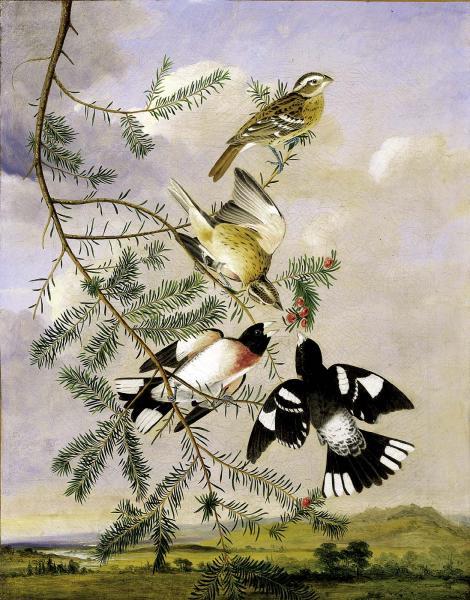 Rose-Breasted Grosbeak, 1830, John James AudubonMedium: oil,canvas