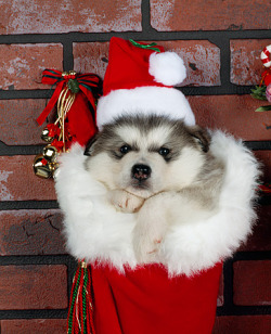 thecutestofthecute:  Alaskan Malamute Puppies 