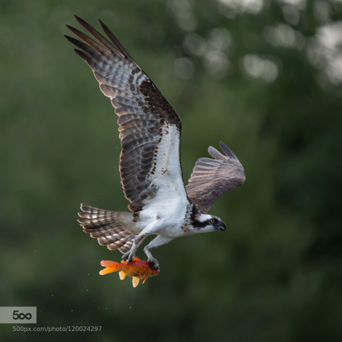 Porn Pics superbnature:  Osprey with goldfish by CaoLin